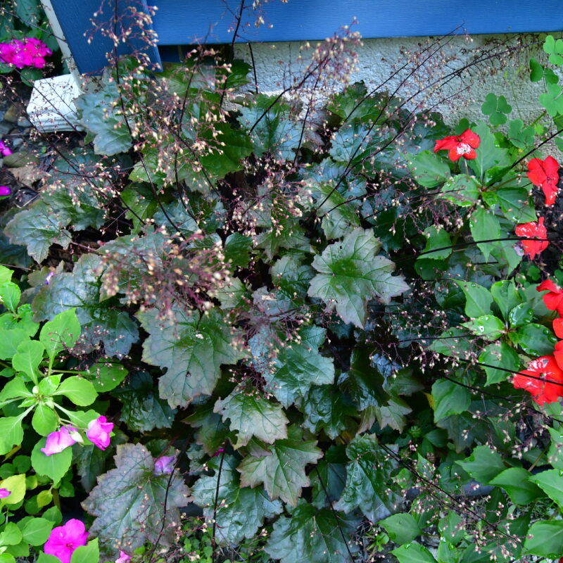 annuals for curb appeal color