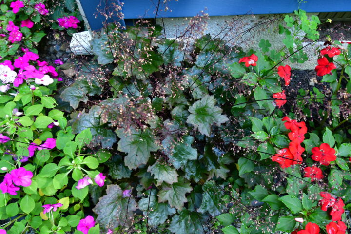 annuals for curb appeal color