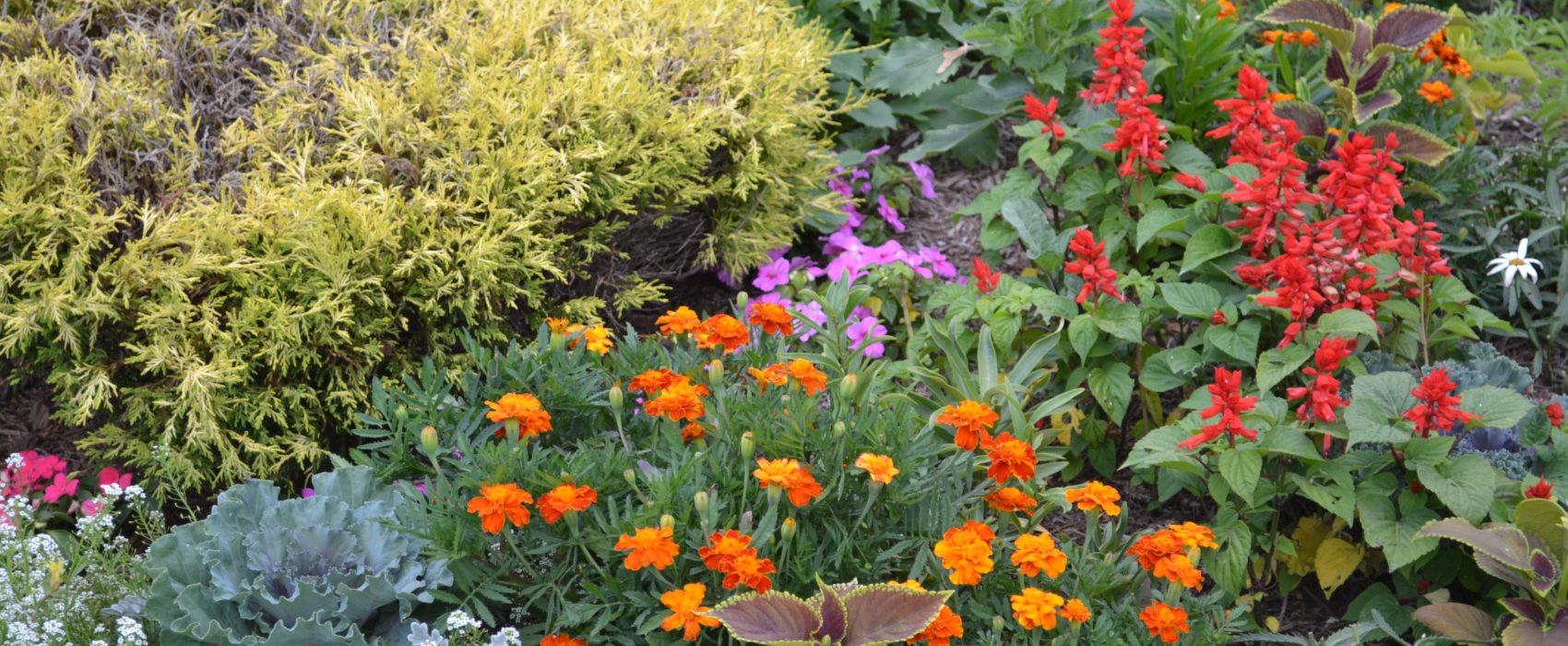 annuals for color