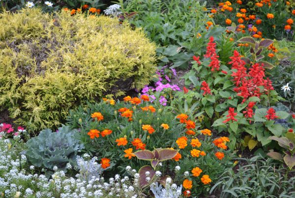 annuals for color