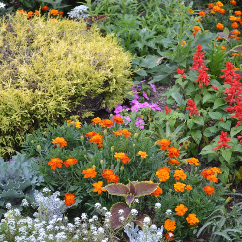 annuals for color