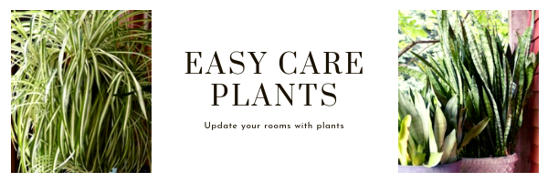 plants to update your rooms